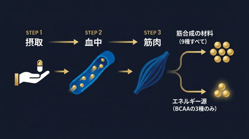 血中アミノ酸の流れ 摂取から血中を経て筋肉に届き筋合成の材料とエネルギー源に分かれる図解
