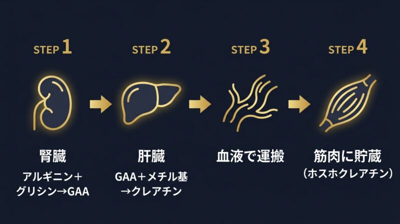 クレアチンの体内合成プロセス 腎臓でGAA合成 肝臓でクレアチン完成 血液で運搬 筋肉にホスホクレアチンとして貯蔵
