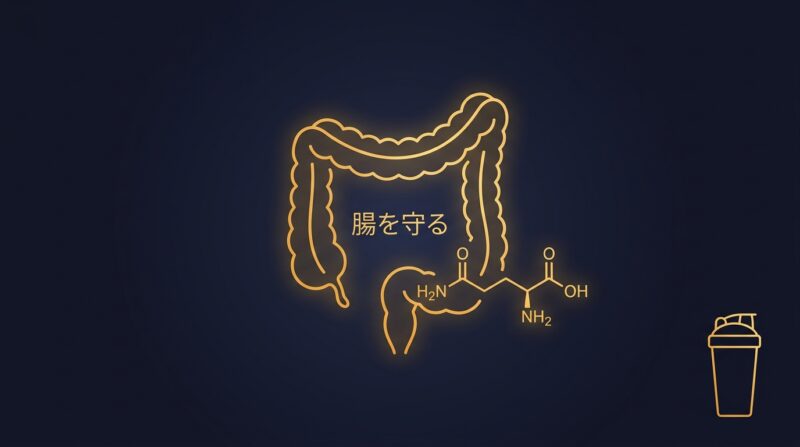 グルタミンの分子構造と腸のシルエット。ダークネイビー背景にゴールドのラインアート
