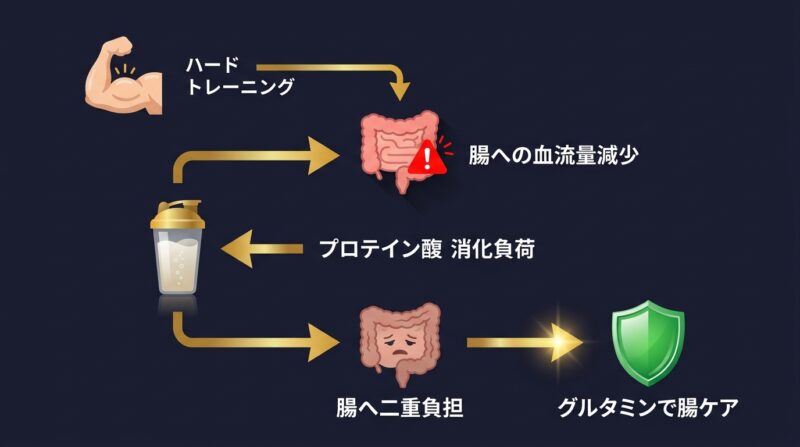 ハードトレーニングからプロテイン消化負荷、腸の二重負担、グルタミンによる腸ケアまでのフロー図解