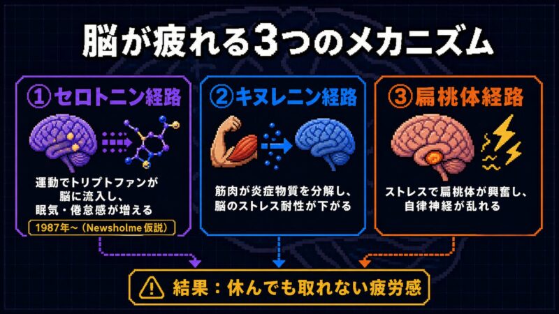 脳が疲れる3つのメカニズム（セロトニン経路・キヌレニン経路・扁桃体経路）