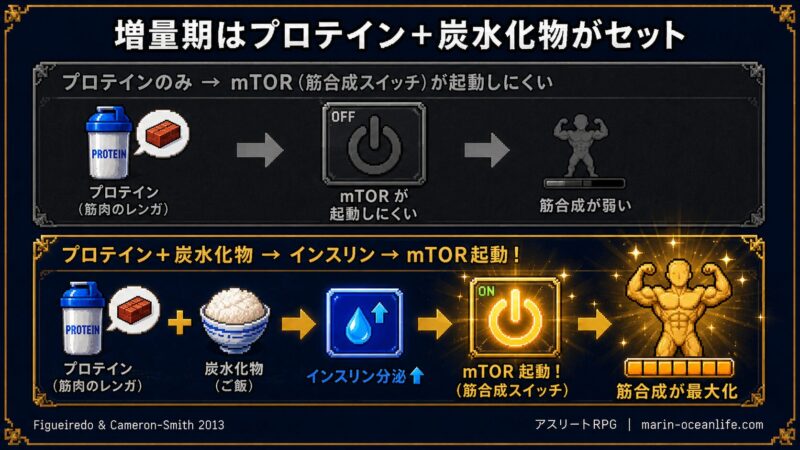 プロテイン単体ではmTOR起動しにくいが、炭水化物を足すとインスリン分泌でmTORが起動し筋合成が最大化