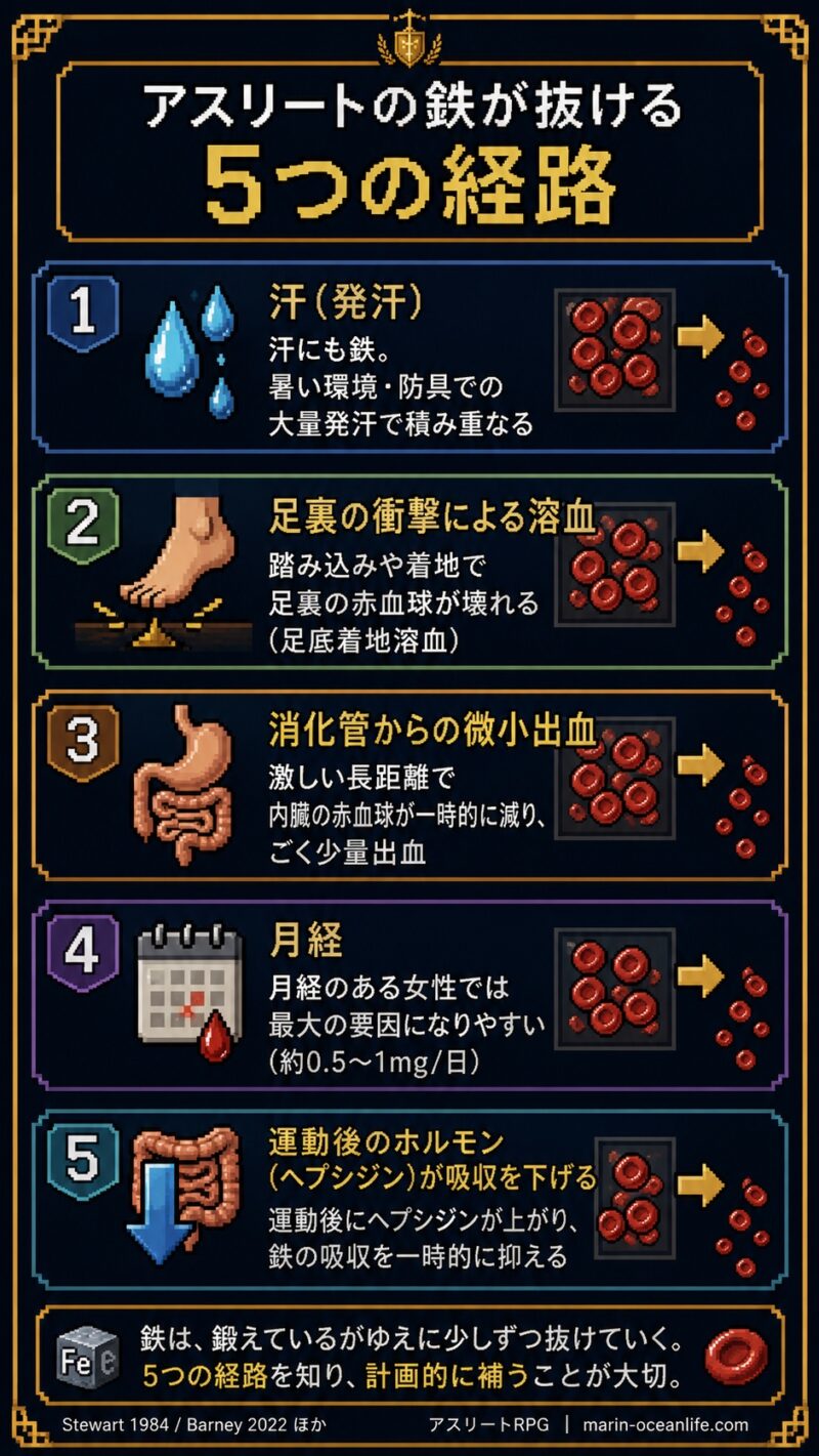 アスリートの鉄が抜ける5つの経路(汗・足裏の衝撃・消化管出血・月経・運動後ホルモン)