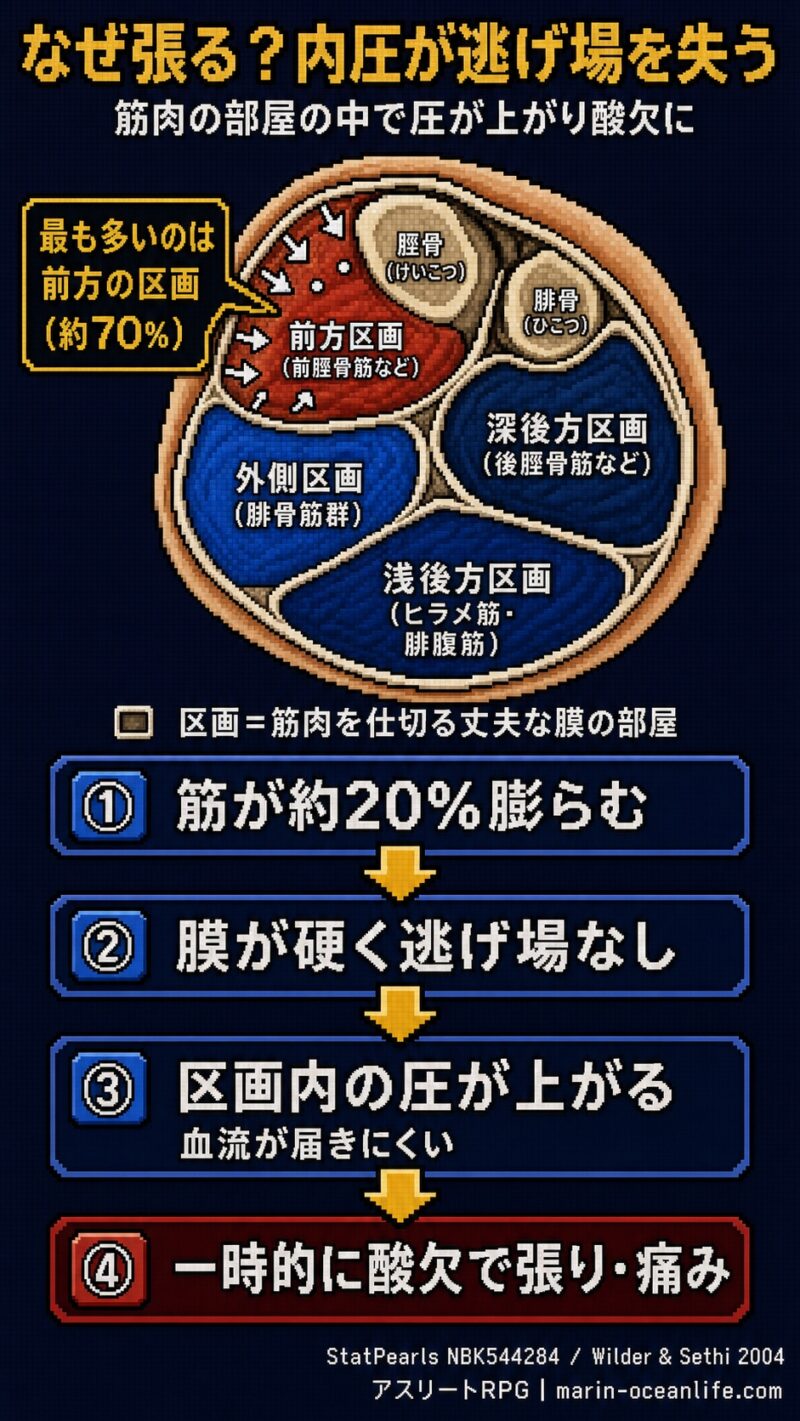 膨らんだ筋肉が硬い膜に阻まれ内圧が上がり酸欠になる仕組み。前方区画が最多