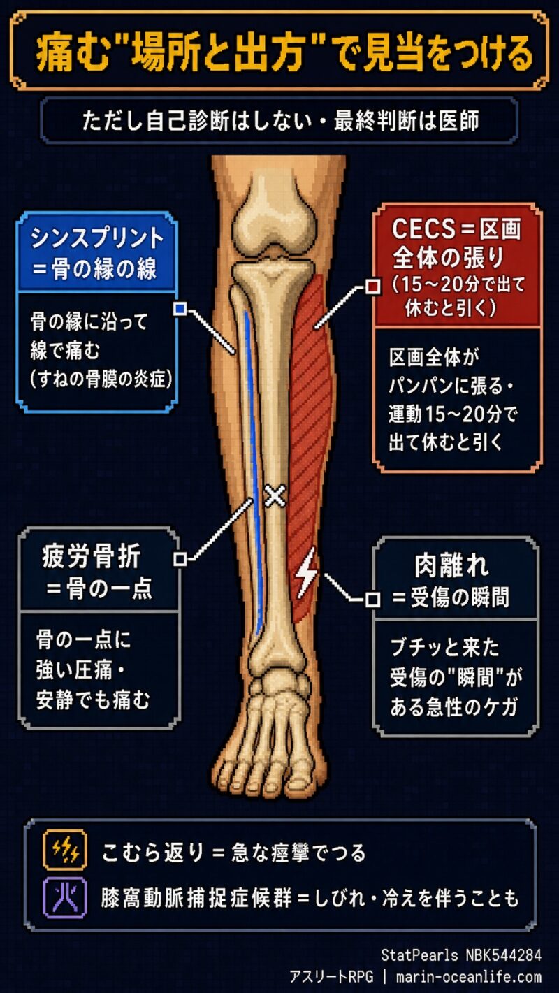 痛む場所と出方で見分ける、シンスプリント・CECS・疲労骨折・肉離れの部位マップ