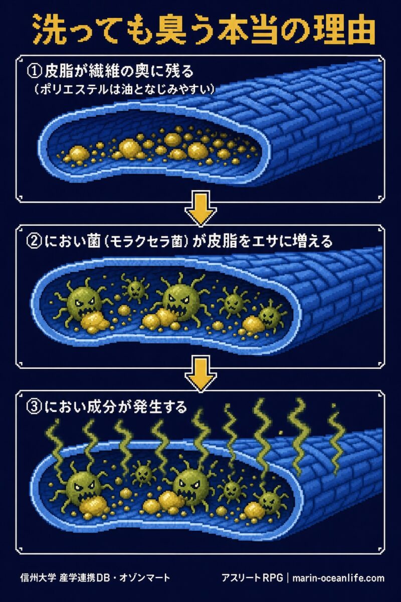 ポリエステルの繊維の奥に残った皮脂をにおい菌がエサにして、におい成分を作るから臭い戻りが起きる。