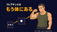 クレアチンとは体が毎日作るエネルギー物質｜筋肉での働きとクレアチニンとの違いがわかる