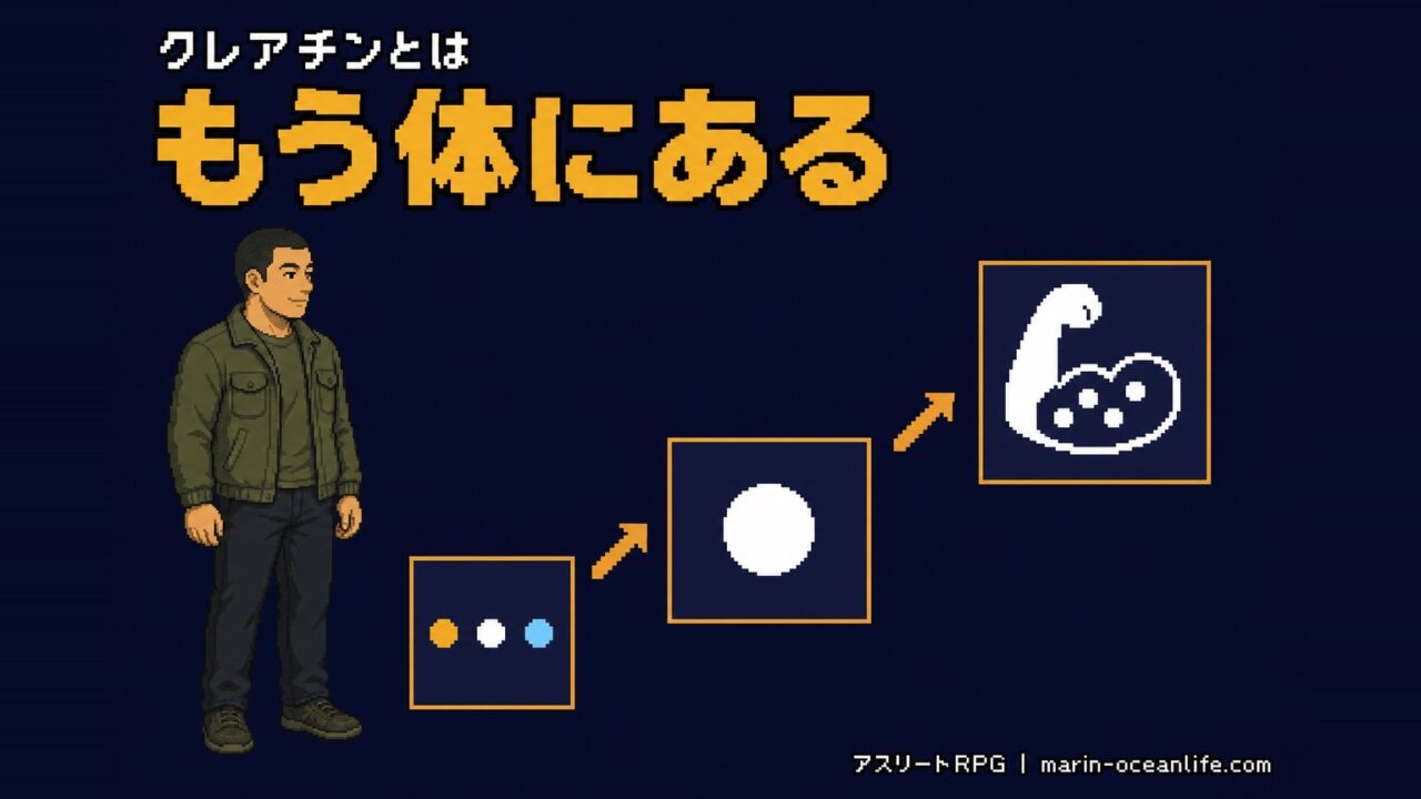 クレアチンとは体が毎日作るエネルギー物質｜筋肉での働きとクレアチニンとの違いがわかる